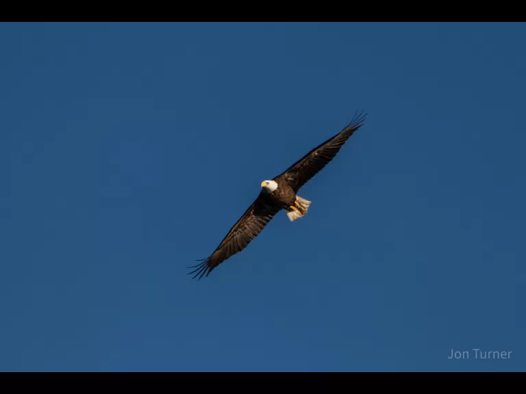 A bald eagle in Southborough, photographed by Jon Turner.
