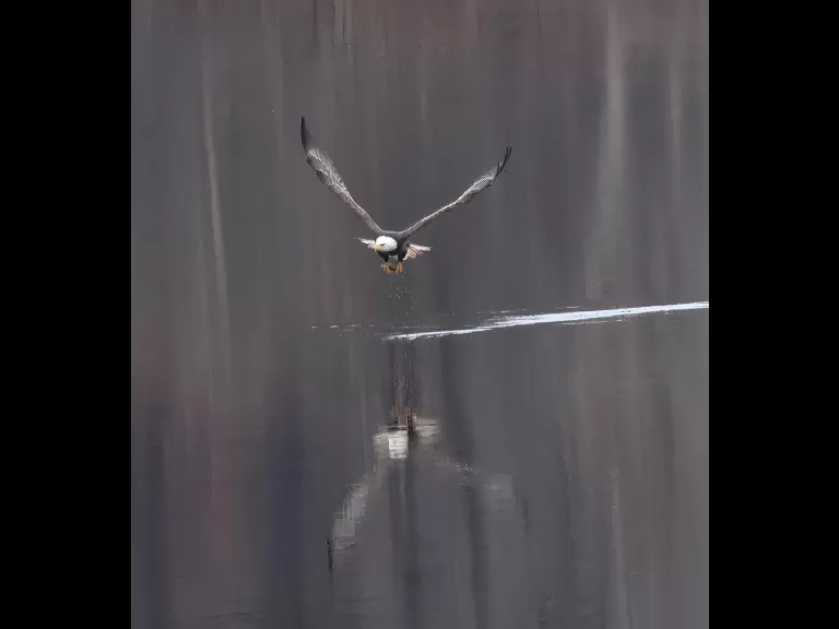 A bald eagle at the Sudbury Reservoir in Southborough, photographed by Steve Forman.