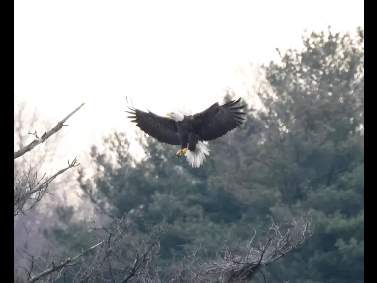 A bald eagle at the Sudbury Reservoir in Southborough, photographed by Steve Forman.