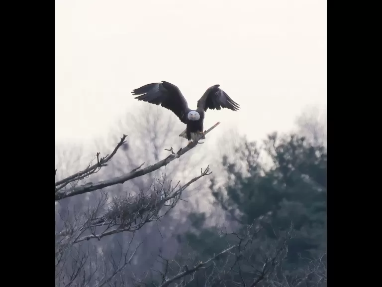 A bald eagle at the Sudbury Reservoir in Southborough, photographed by Steve Forman.