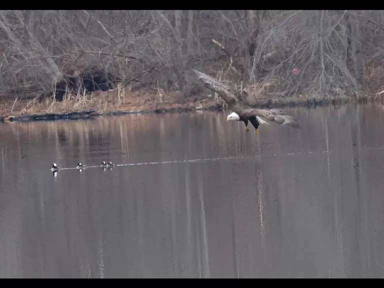 A bald eagle at the Sudbury Reservoir in Southborough, photographed by Steve Forman.