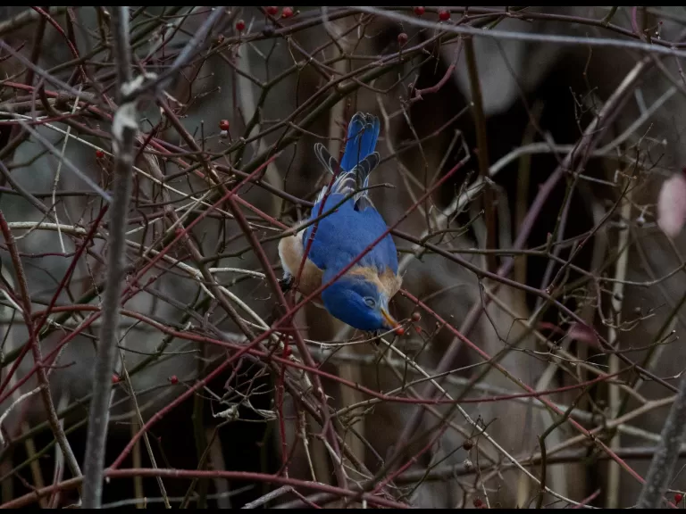 An eastern bluebird at Great Meadows National Wildlife Refuge in Concord, photographed by Gail Sartori.