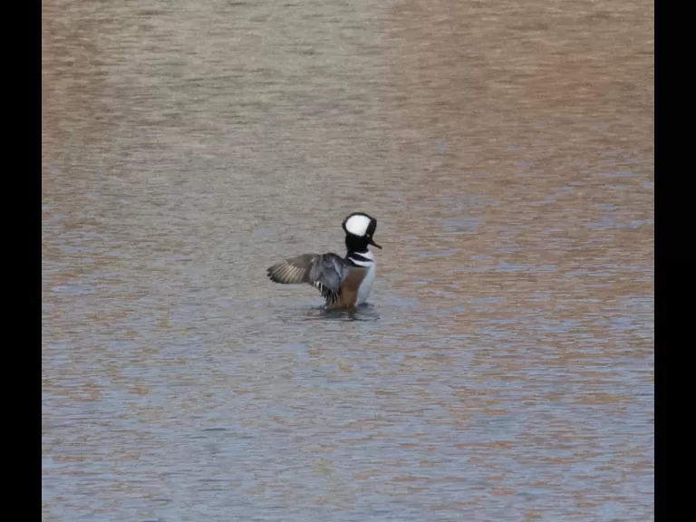 A hooded merganser in Stow, photographed by Gail Sartori.