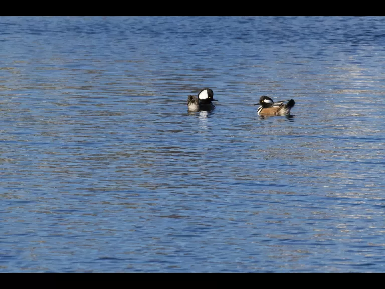 A hooded merganser in Stow, photographed by Gail Sartori.