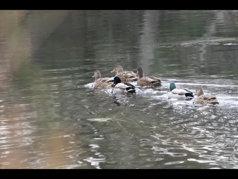 A hooded merganser in Stow, photographed by Gail Sartori.