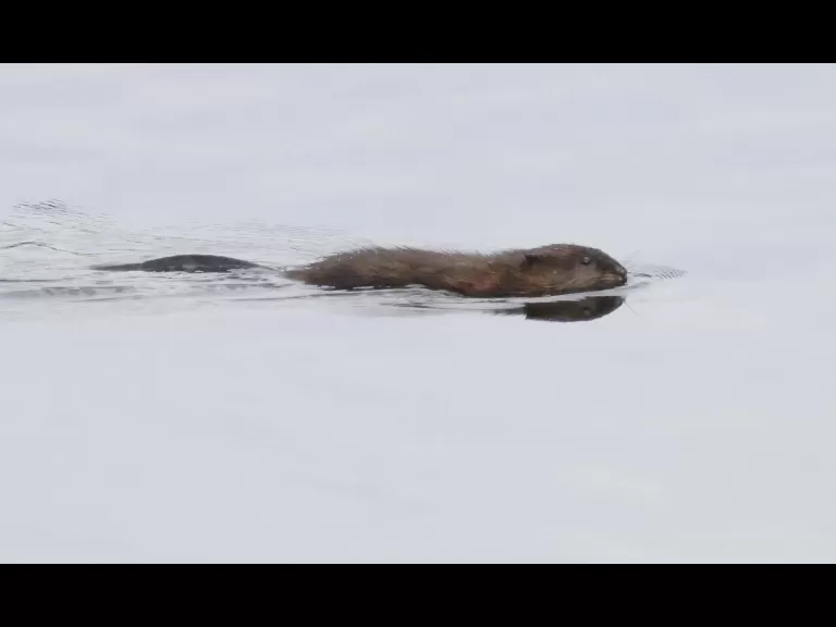 A bald eagle at the Sudbury Reservoir in Southborough, photographed by Steve Forman.