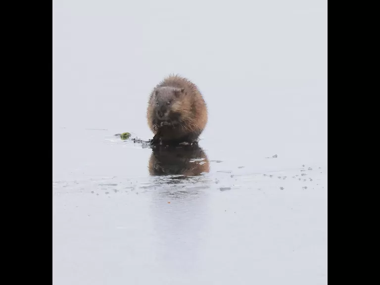 A bald eagle at the Sudbury Reservoir in Southborough, photographed by Steve Forman.