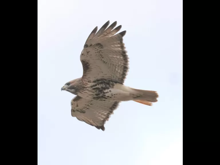 A red-tailed hawk at Breakneck Hill Conservation Land in Southborough, photographed by Steve Forman.