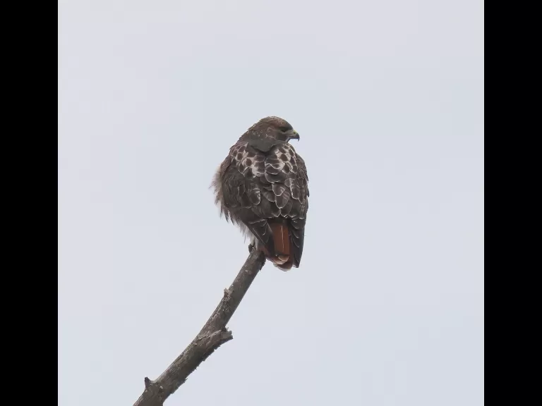 A red-tailed hawk at Breakneck Hill Conservation Land in Southborough, photographed by Steve Forman.