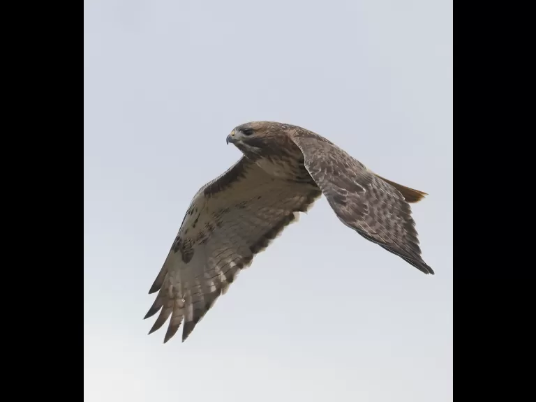 A red-tailed hawk at Breakneck Hill Conservation Land in Southborough, photographed by Steve Forman.