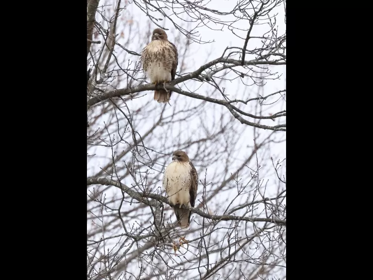 A red-tailed hawk at Breakneck Hill Conservation Land in Southborough, photographed by Steve Forman.