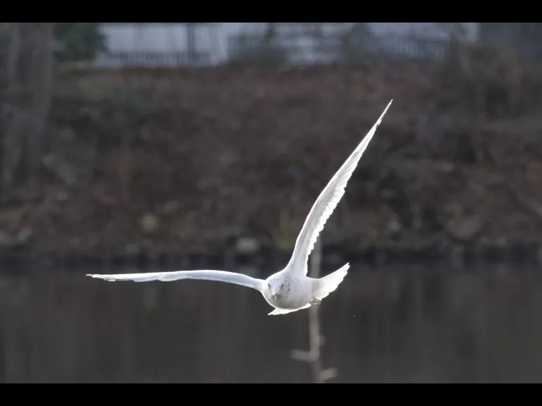 A ring-billed gull in Maynard, photographed by Gail Sartori.