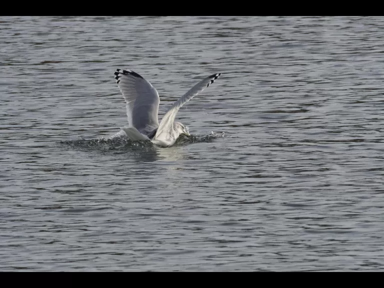 A ring-billed gull in Maynard, photographed by Gail Sartori.