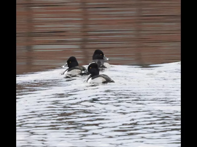 A bald eagle at the Sudbury Reservoir in Southborough, photographed by Steve Forman.