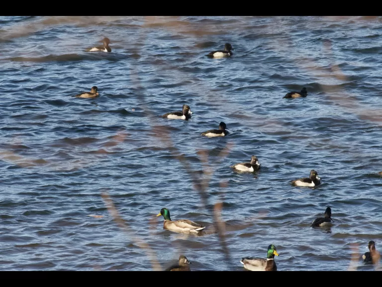 A ring-necked duck in Wayland, photographed by Gail Sartori.