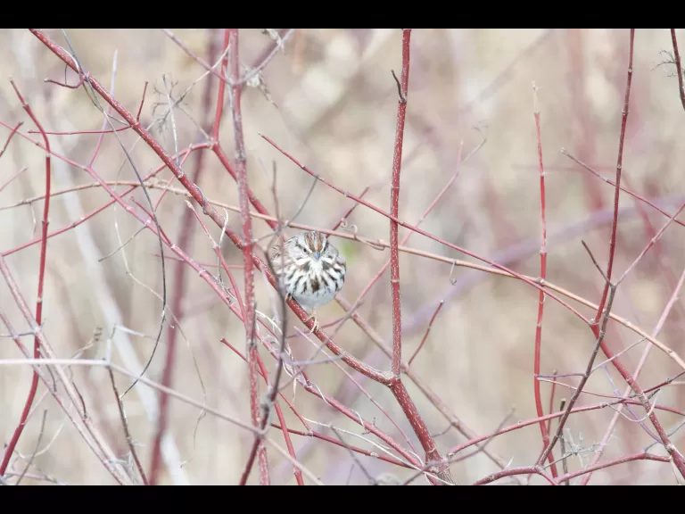 A hooded merganser in Stow, photographed by Gail Sartori.