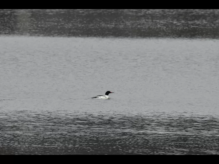 A common merganser in Maynard, photographed by Gail Sartori.