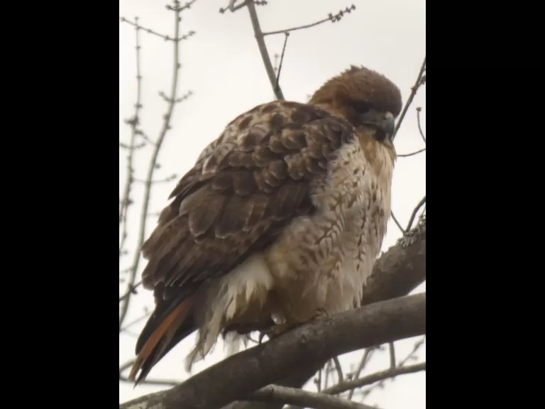 A red-tailed hawk in Sudbury, photographed by Sharon Tentarelli.