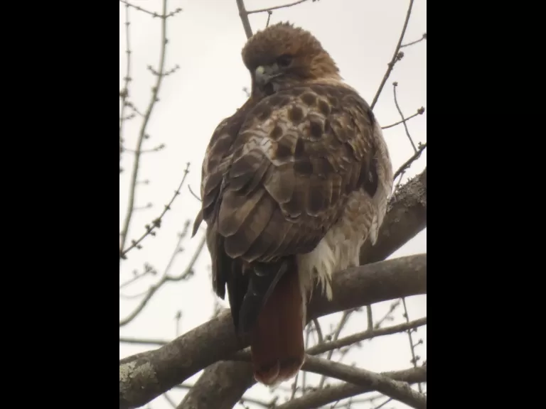 A red-tailed hawk in Sudbury, photographed by Sharon Tentarelli.