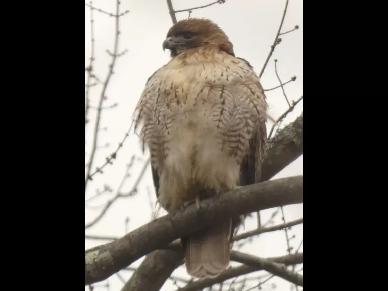 A red-tailed hawk in Sudbury, photographed by Sharon Tentarelli.