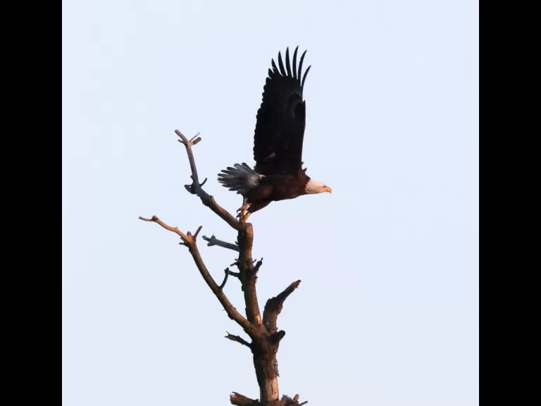 A bald eagle at the Sudbury Reservoir in Southborough, photographed by Steve Forman.