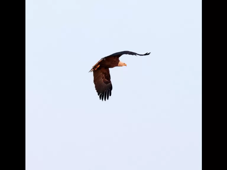 A bald eagle at the Sudbury Reservoir in Southborough, photographed by Steve Forman.