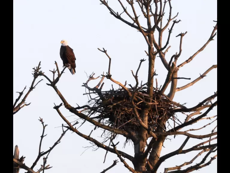 A bald eagle at the Sudbury Reservoir in Southborough, photographed by Steve Forman.