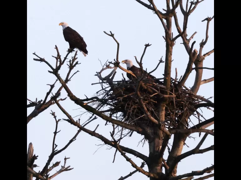 A bald eagle at the Sudbury Reservoir in Southborough, photographed by Steve Forman.