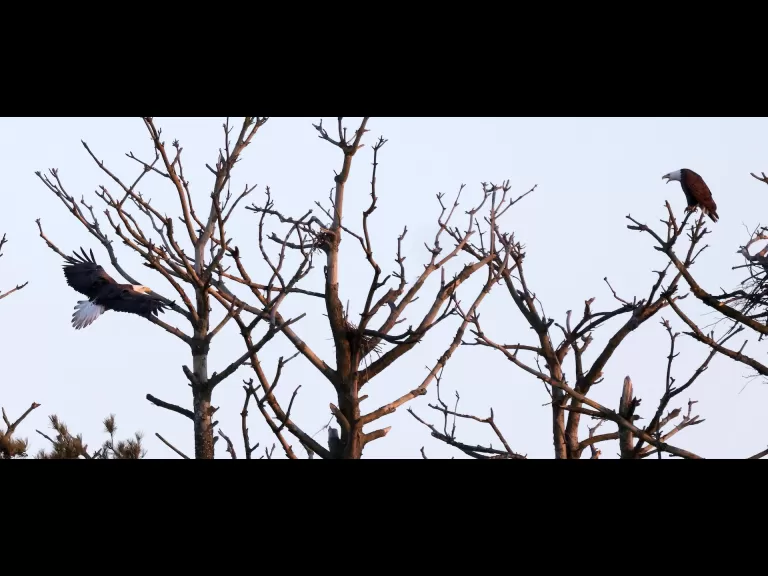 A bald eagle at the Sudbury Reservoir in Southborough, photographed by Steve Forman.