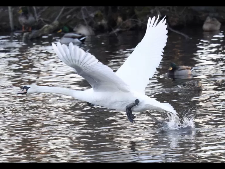 A mute swan at Hager Pond in Marlborough, photographed by Steve Forman.