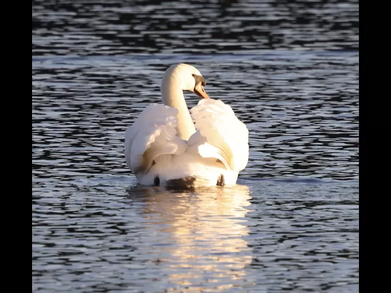 A mute swan at Hager Pond in Marlborough, photographed by Steve Forman.