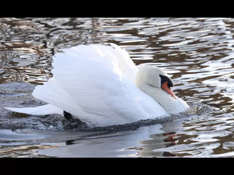 A mute swan at Hager Pond in Marlborough, photographed by Steve Forman.