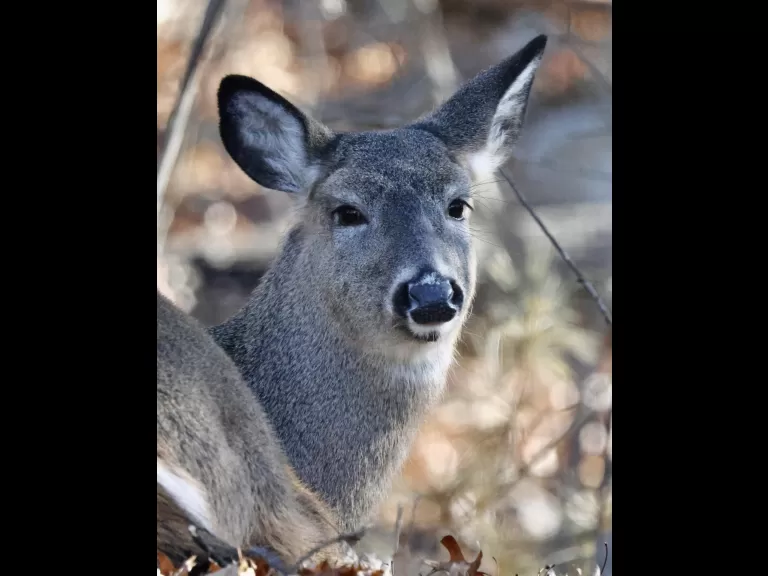 A white-tailed deer in Framingham, photographed by Steve Forman.