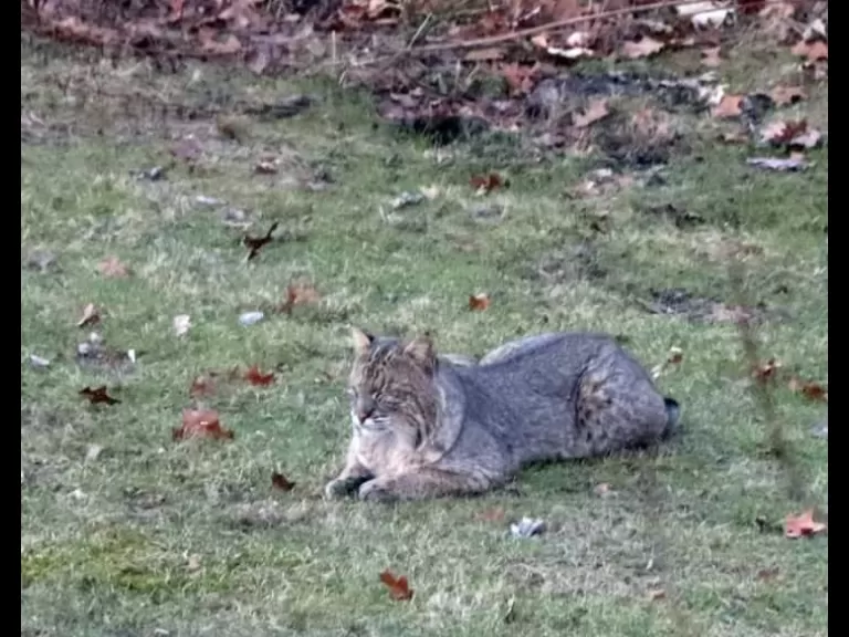 A bobcat in Sudbury, photographed by Patrick J Delaney.