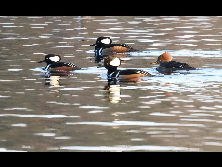 A common merganser at the Sudbury Reservoir in Southborough, photographed by Steve Forman.