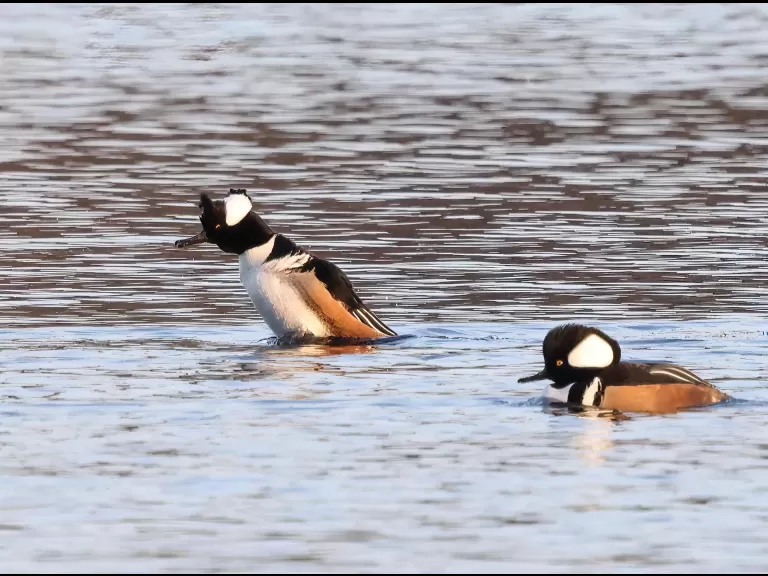 A common merganser at the Sudbury Reservoir in Southborough, photographed by Steve Forman.