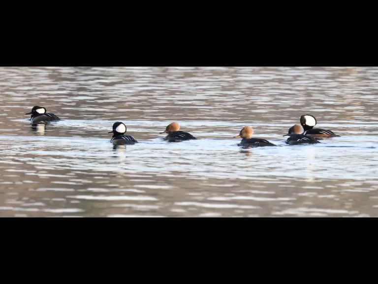 A common merganser at the Sudbury Reservoir in Southborough, photographed by Steve Forman.