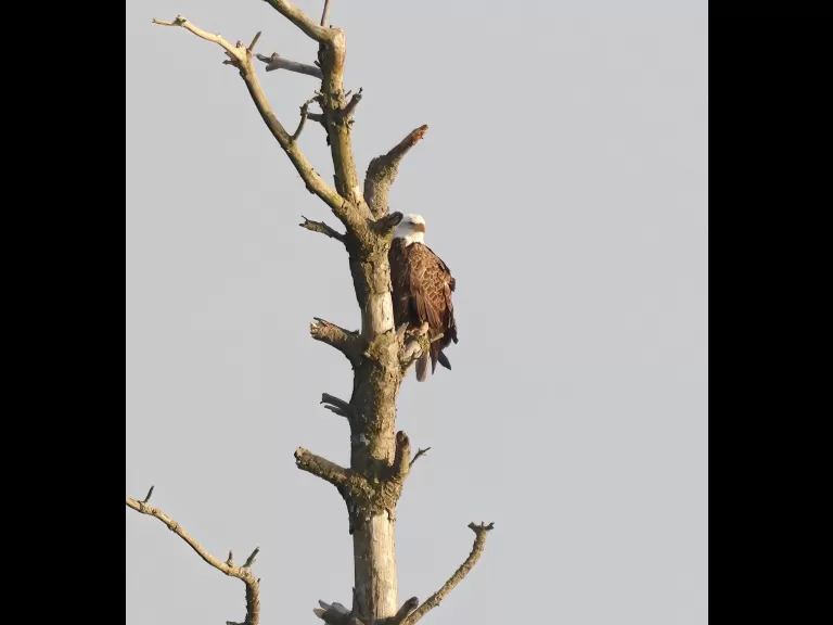 A common merganser at the Sudbury Reservoir in Southborough, photographed by Steve Forman.