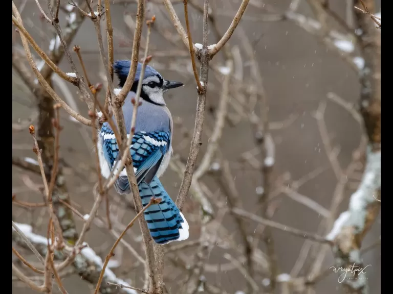 A blue jay in Westborough, photographed by Nancy Wright.