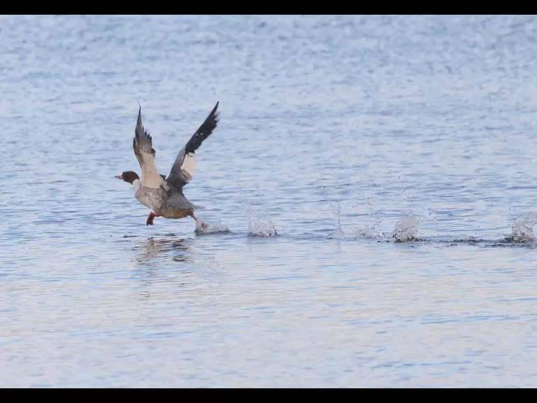 A common merganser at the Sudbury Reservoir in Southborough, photographed by Steve Forman.