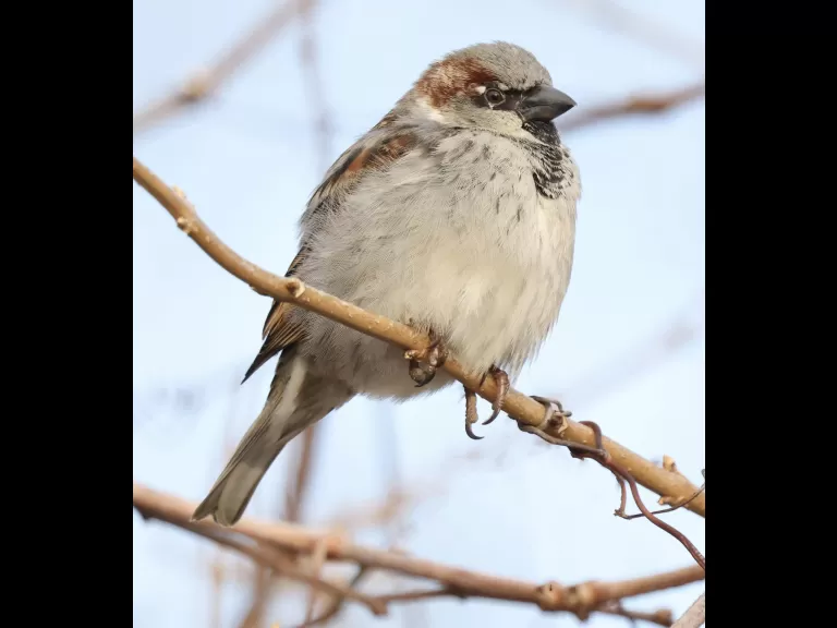 A house sparrow at Breakneck Hill Conservation Land in Southborough, photographed by Steve Forman.