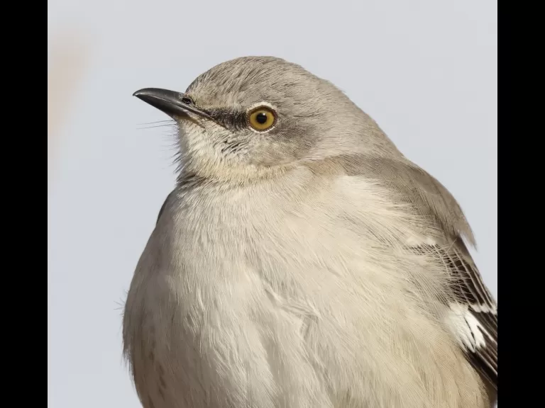 A house sparrow at Breakneck Hill Conservation Land in Southborough, photographed by Steve Forman.