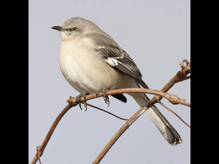 A house sparrow at Breakneck Hill Conservation Land in Southborough, photographed by Steve Forman.