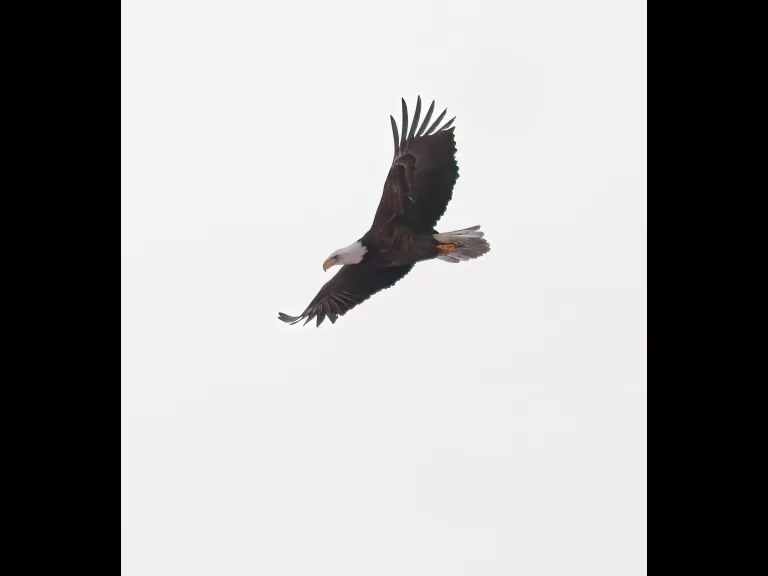 A bald eagle at the Sudbury Reservoir in Southborough, photographed by Steve Forman.