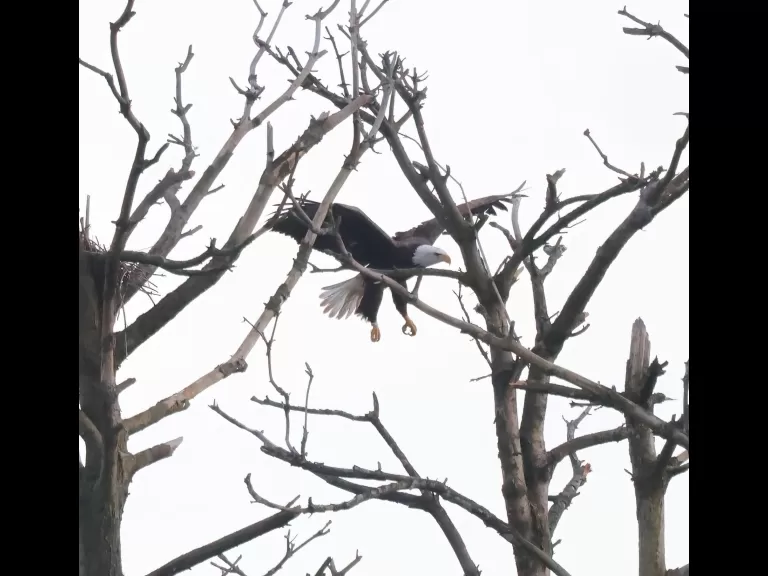 A bald eagle at the Sudbury Reservoir in Southborough, photographed by Steve Forman.