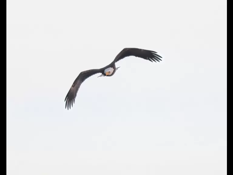 A bald eagle at the Sudbury Reservoir in Southborough, photographed by Steve Forman.