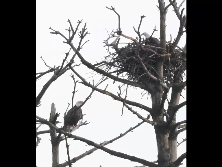 A bald eagle at the Sudbury Reservoir in Southborough, photographed by Steve Forman.