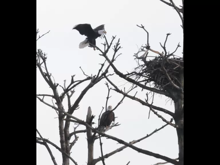 A bald eagle at the Sudbury Reservoir in Southborough, photographed by Steve Forman.