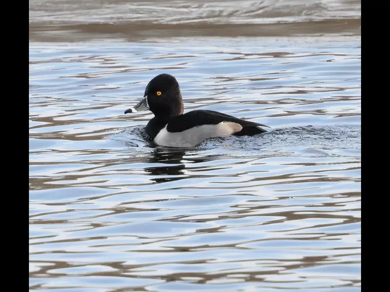 A mute swan at Hager Pond in Marlborough, photographed by Steve Forman.
