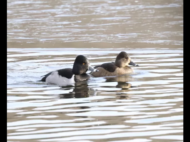 A mute swan at Hager Pond in Marlborough, photographed by Steve Forman.